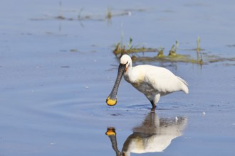 Spoonbill (Platalea leucorodia), adult bird striding through shallow water, adult bird in