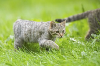European wildcat (Felis silvestris silvestris) on a meadow, Hesse, Germany