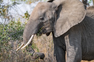 African elephant (Loxodonta africana), adult, eating grass and leaves, Kruger National Park, South