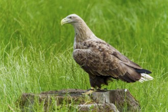 Majestic eagle on tree stump, peaceful in green surroundings, white-tailed eagle (Haliaeetus