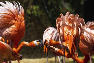 American flamingo, Phoenicopterus ruber, group of birds