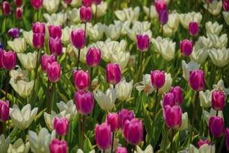 A field full of colourful tulips in pink and white, in full bloom, Keukenhof, Lisse, province of