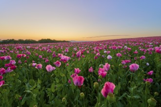 Opium poppy (Papaver somniferum), pink poppy field at dusk with golden sky, summer, summer,