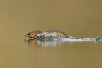 Little grebe (Tachybaptus ruficollis), adult bird in breeding dress, summer dress, in action,