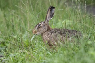 European hare (Lepus europaeus), Emsland, Lower Saxony, Germany