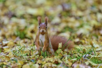 Eurasian squirrel (Sciurus vulgaris), sitting in the grass with a nut in its mouth, surrounded by