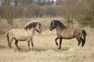 Resistant... Konik horses (Equus ferus), wild horses, wild ponies, robust, resistant horse species,