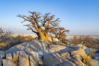 African baobab (Adansonia digitata), babobab with view over the salt pan in the evening light, Kubu