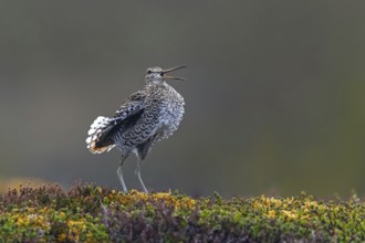 Great snipe (Gallinago media) male calling during courtship display at lek at dusk on tundra