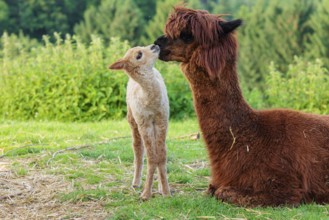 A freshly born white alpaca (Vicugna pacos) stands in front of its brown mother and sniffer on her