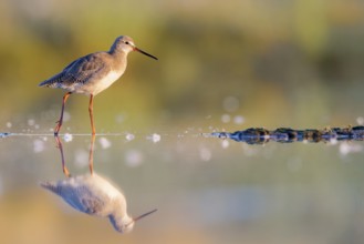 Spotted Redshank (Tringa erythropus) foraging, Groningen, Netherlands