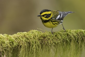 Townsend's Warbler (Dendroica townsendi) perched on a branch in Victoria, BC, Canada