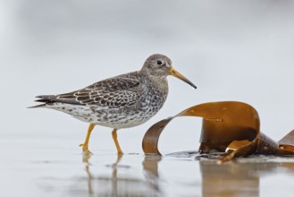 Meerstrandläufer, Calidris maritima Purple Sandpiper, Calidris maritima