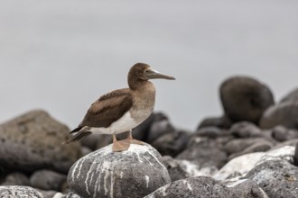 White-bellied booby (Sula leucogaster), Galapagos, Ecuador