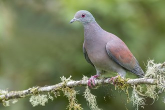 Pale-vented Pigeon (Columba cayennensis) perched on a branch in Colombia, South America