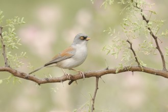 Yellow-eyed Junco (Junco phaeonotus) perched on a branch, Minnesota, USA