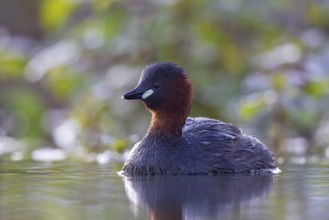 Little Grebe (Tachybaptus ruficollis), North Rhine-Westphalia, Germany