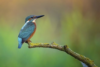 Common Kingfisher (Alcedo atthis) male perched on a branch, Saxony-Anhalt, Germany