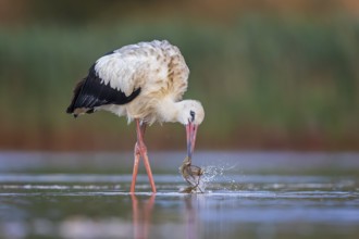White Stork (Ciconia ciconia) foraging in shallow water, Saxony-Anhalt, Germany