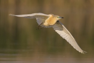 Squacco Heron (Ardeola ralloides) flying, Subotica, Serbia