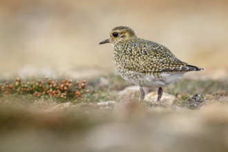 European golden plover (Pluvialis apricaria), resting during his migration travel to the south,