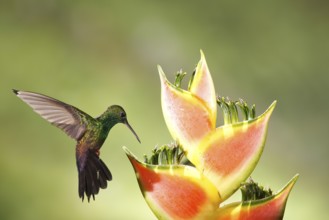 Bronze-tailed Plumeleteer (Chalybura urochrysia) male flying while feeding at flower nectar, Costa