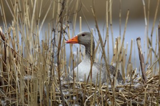 Greylag Goose (Anser anser) breeding in reeds, Mecklenburg-Western Pomerania, Germany