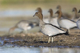 Maned Duck (Chenonetta jubata) male, Victoria, Australia