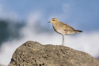 Pacific Golden Plover (Pluvialis fulva), Victoria, Australia