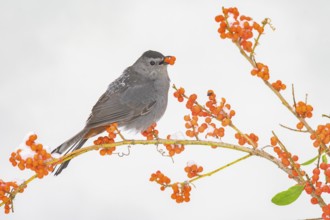 Grey Catbird (Dumetella carolinensis) eating red berries, Texas, USA