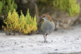 Lewin's Rail (Lewinia pectoralis) male, Victoria, Australia