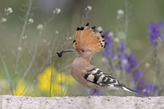 Eurasian Hoopoe (Upupa epops) perched on the ground with insect in beak, Serbia