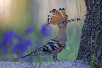 Eurasian Hoopoe (Upupa epops) perched on the ground with food in beak, Saxony-Anhalt, Germany