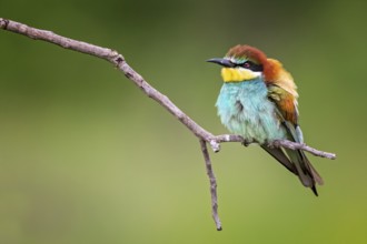European Bee-eater (Merops apiaster) perched on a branch, Saxony-Anhalt, Germany