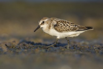 Little Stint (Calidris minuta) foraging, Poland