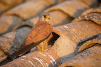 Lesser Kestrel (Falco naumanni) male on a roof, Castile-La Mancha, Spain