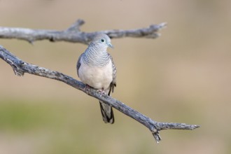 Peaceful Dove (Geopelia placida), Queensland, Australia