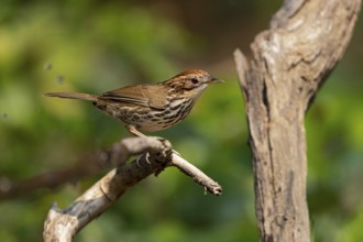Puff-throated Babbler (Pellorneum ruficeps shanense), Yunnan, China