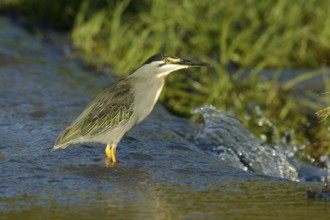 Mangrovereiger, Striated Heron, Butorides striata atricapilla
