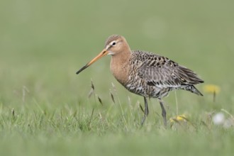 Bodenperspektive... Uferschnepfe *Limosa limosa* in einer Frühlingswiese
