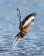 Black-bellied Whistling Duck (Dendrocygna autumnalis) taking flight, Texas, USA
