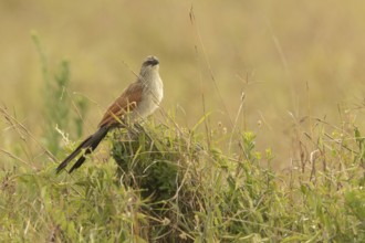 White-browed Coucal (Centropus superciliosus), Lake Baringo, Kenya