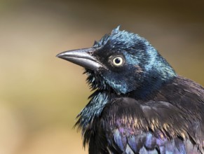 Common Grackle, Quiscalus quiscula, portrait after a bath in Saskatoon, Saskatchewan, Canada