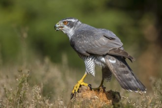 Northern Goshawk (Accipiter gentilis) male, Netherlands
