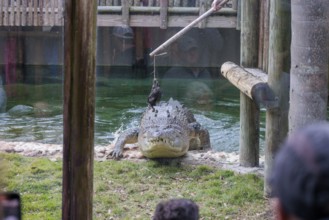 Feeding Maximo, the largest crocodile during a show at the St. Augustine Alligator Farm Zoological