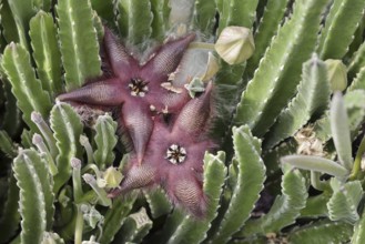 Carrion flower (Stapelia hirsuta), flower, occurrence in South Africa