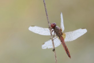 Scarlet Dragonfly (Crocothemis erythraea), male with dewdrops, North Rhine-Westphalia, Germany
