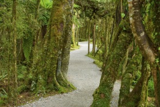 Picturesque forest path surrounded by moss-covered trees, summer, Lake Matheson, Fox Glacier, South