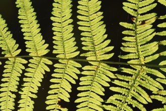 Bracken fern (Pteridium aquilinum), fern fronds against the light, North Rhine-Westphalia, Germany