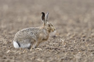 Well camouflaged... Brown hare (Lepus europaeus), adult, clay in clay, on a freshly tilled field,